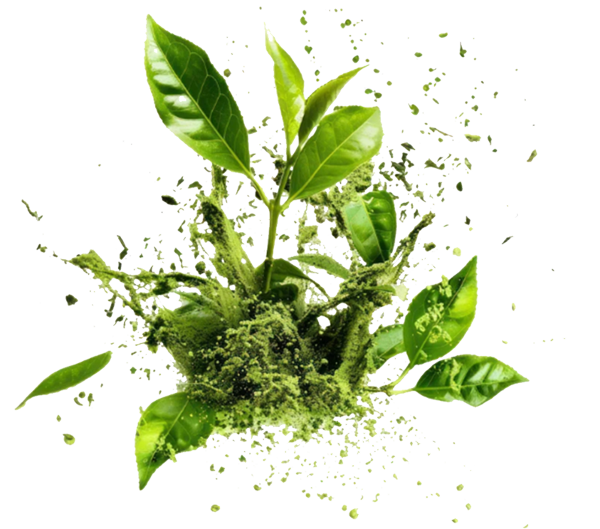 green tea
